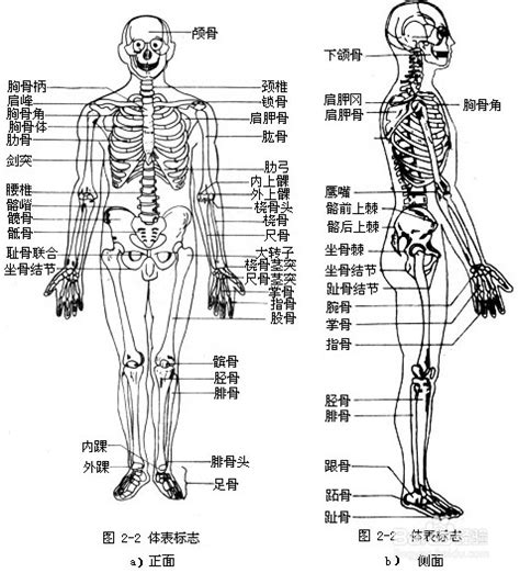 身体部位|人身体部位详细图解